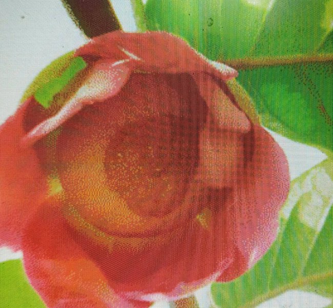 รูปภาพที่ 4