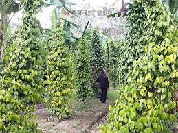 รูปภาพที่ 3
