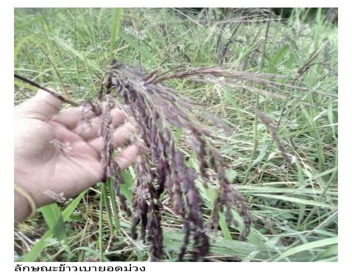 รูปภาพที่ 2