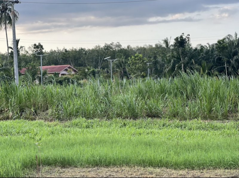 รูปภาพที่ 3