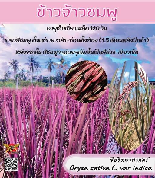 รูปภาพที่ 3