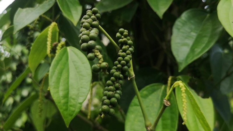 รูปภาพที่ 4