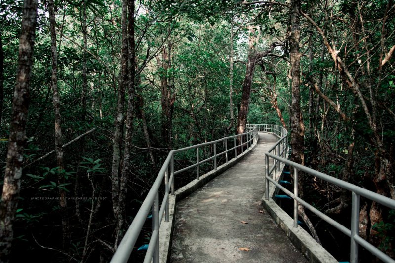 รูปภาพที่ 4